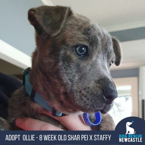 Ollie - 10 Week Old Staffy X (Trial)