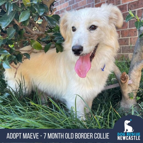 Maeve - 7 Month Old Border Collie (Trial)