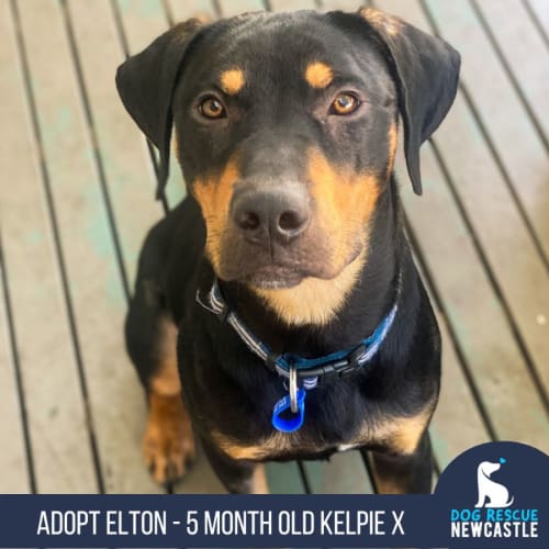 Elton - 5 Month Old Kelpie X