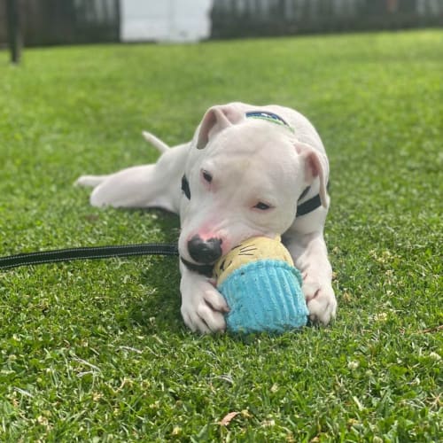 Pogo