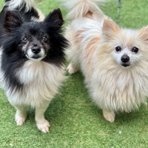 Coco and Chanel
