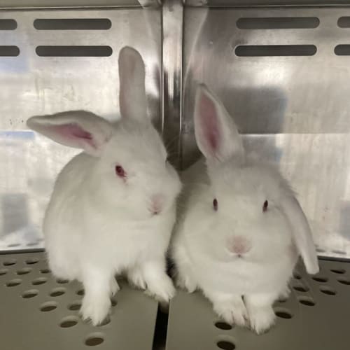 Casper & Peeves
