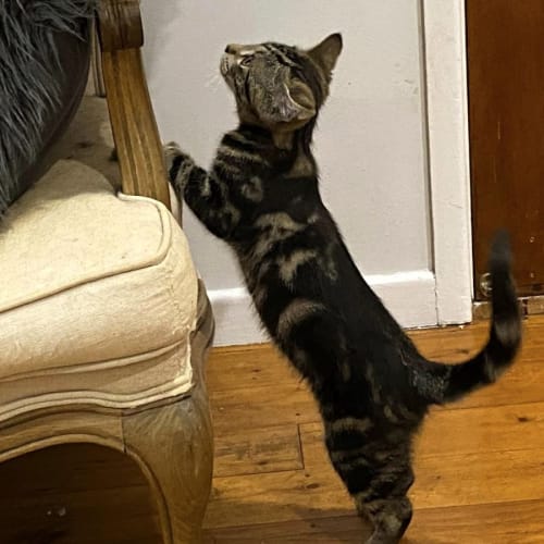 Zig