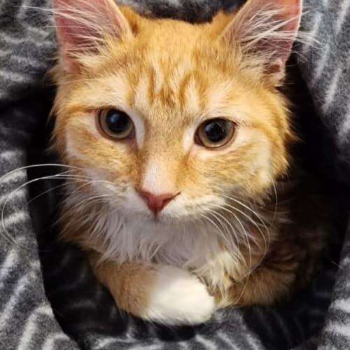 Samwise
