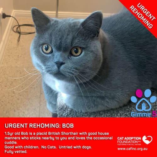 Bob Private Rehoming No Charge!