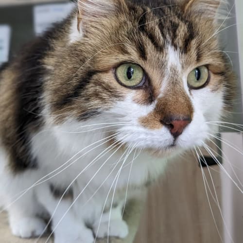 🐯 Sparticus F02606🐯