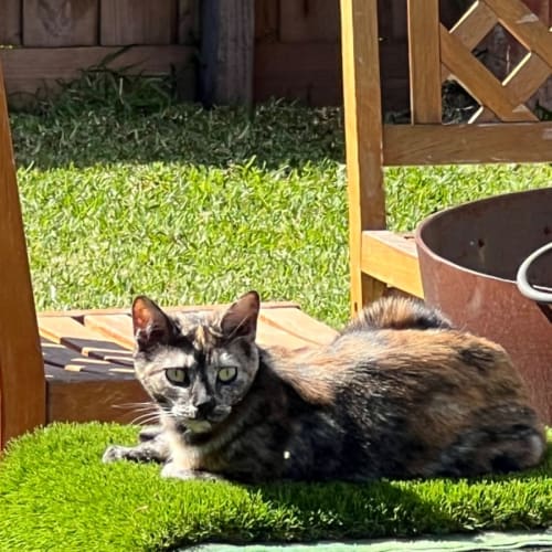 Lulu