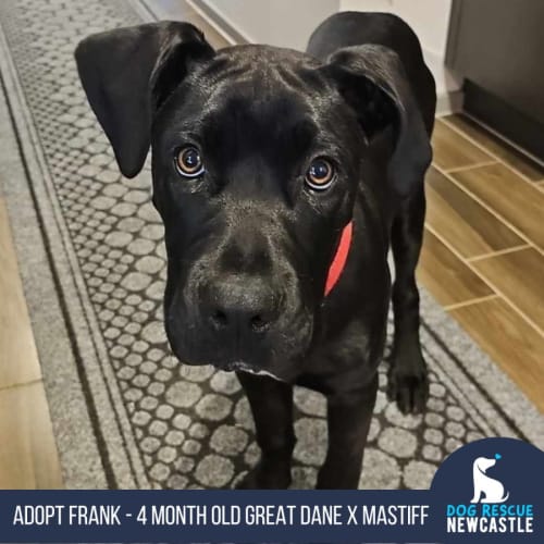 Frank - 4 Month Old Great Dane X Mastiff (Trial)