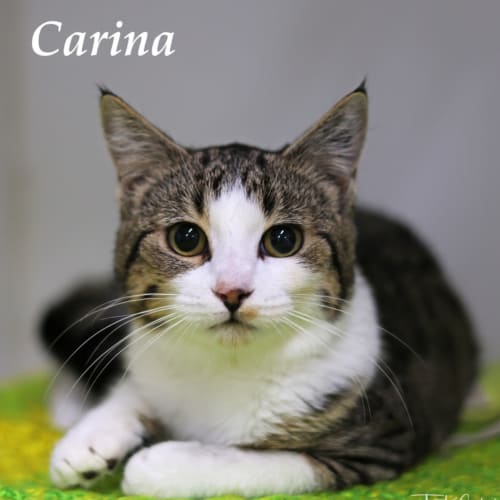 Carina