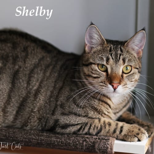 Shelby