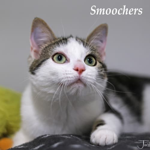 Smoochers