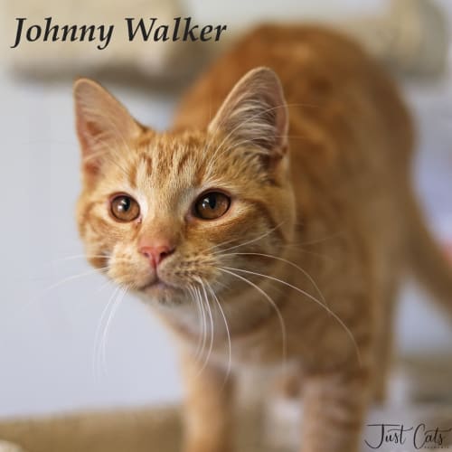 Johnny Walker