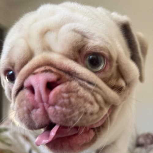 Zac