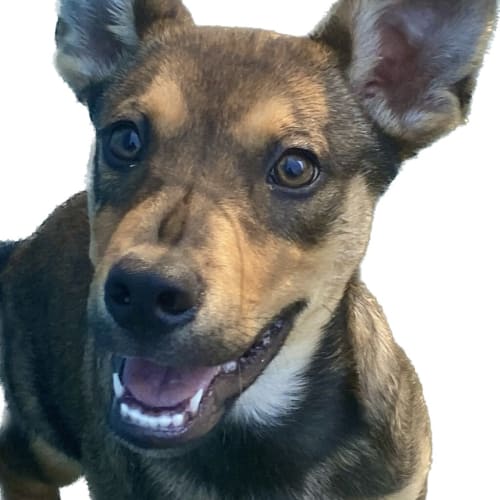 Bodhi