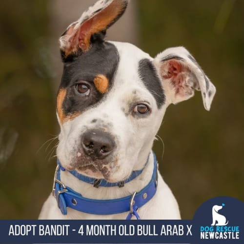 Bandit - 4 Month Old Bull Arab X (Trial)