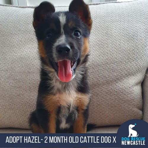 Hazel - 2 Month Old Cattle Dog X (Trial)