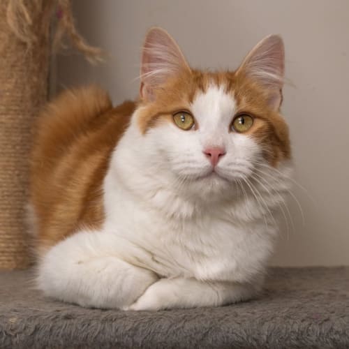 Chilli**2nd Chance Cat Rescue**