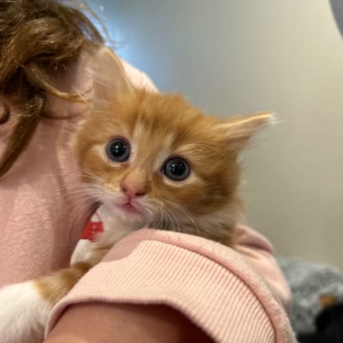 Orangello and Jellytot