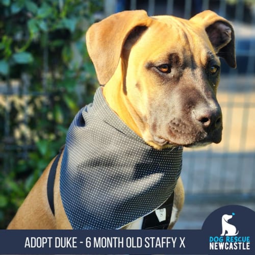 Duke - 6 Month Old Mastiff X (Trial)