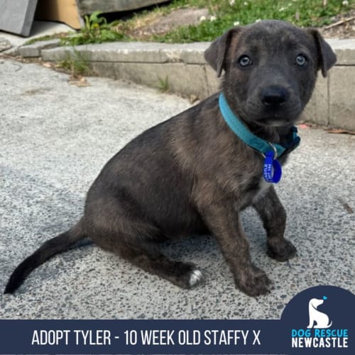 Tyler - 10 Week Old Staffy X