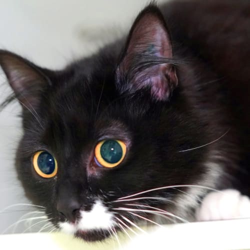 Jinx
