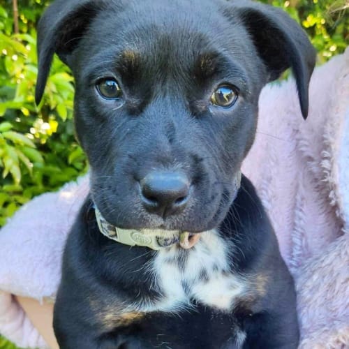Nova