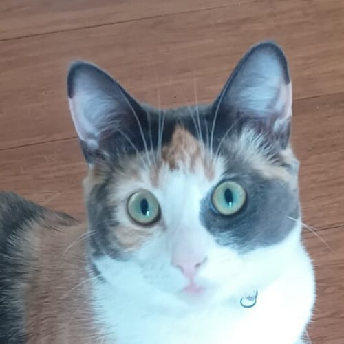 Mabel