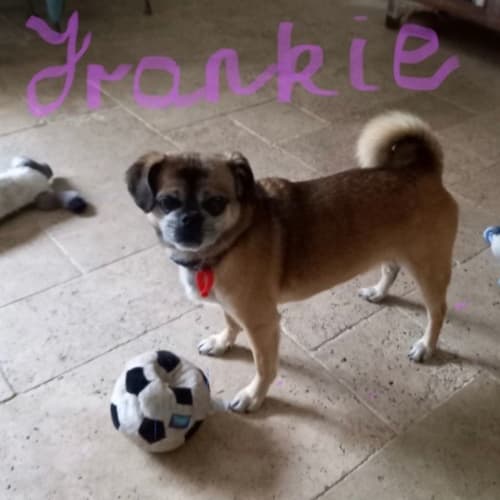 Frankie 