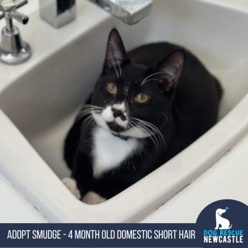 Smudge - 4 Month Old Domestic Short Hair (Trial)