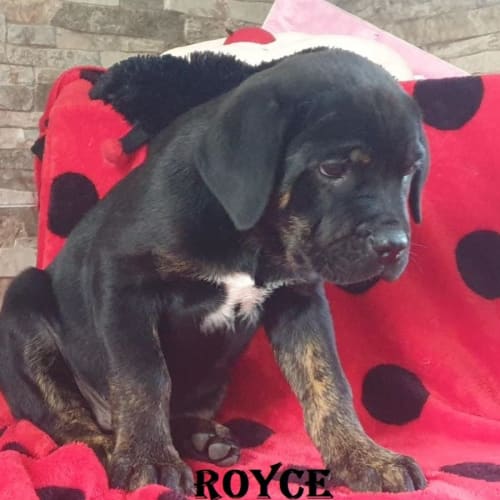 Royce