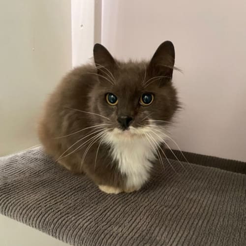 Oscar 