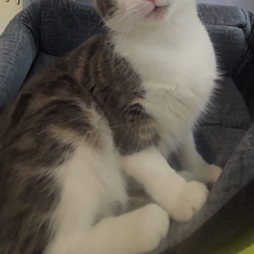Kaia