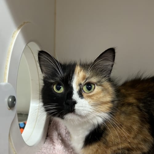 Luna