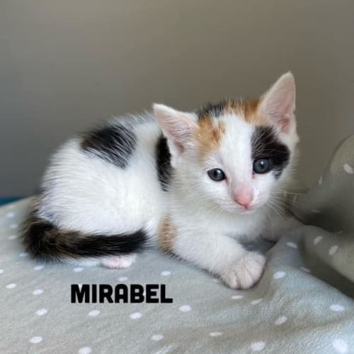 Mirabel