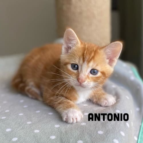 Antonio