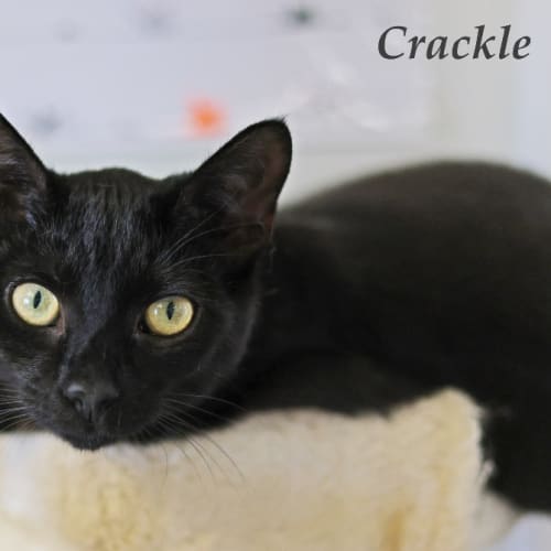 Crackle