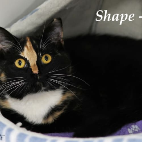 Shape-O
