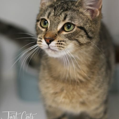 Carlotta