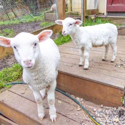 Wilbur (male) and Andrea (female)