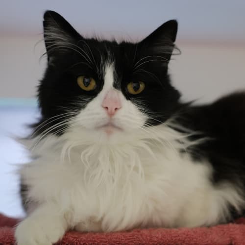 Maya