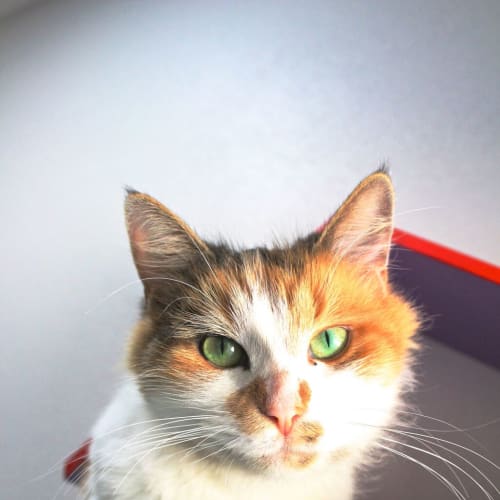 Penny