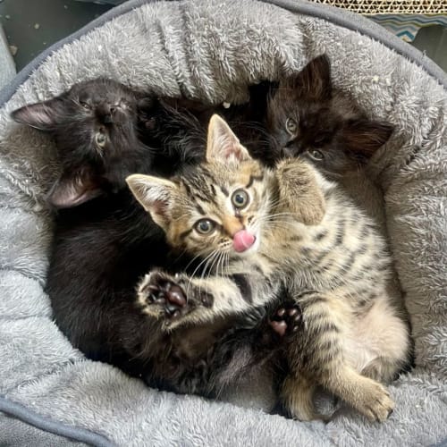 Super Cute Kittens!