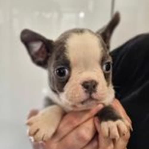 Milo
