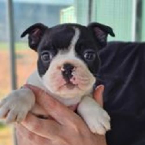 Jax