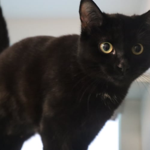 Jitterbug