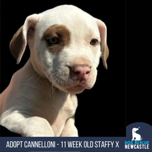 Cannelloni - 11 Week Old Staffy X (Trial)