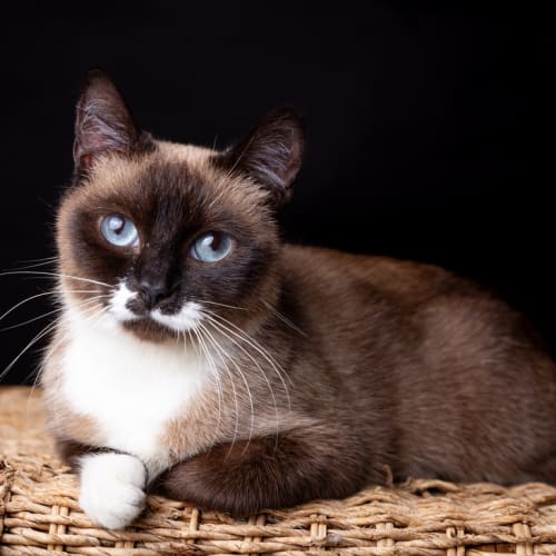 Duchess