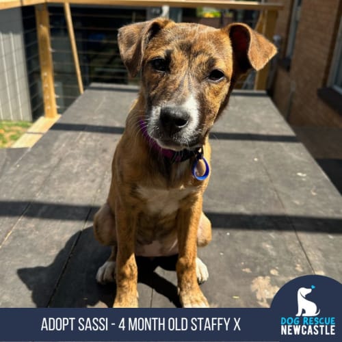 Sassi - 4 Month Old Staffy X