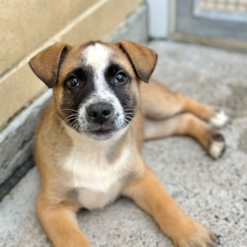 Roo