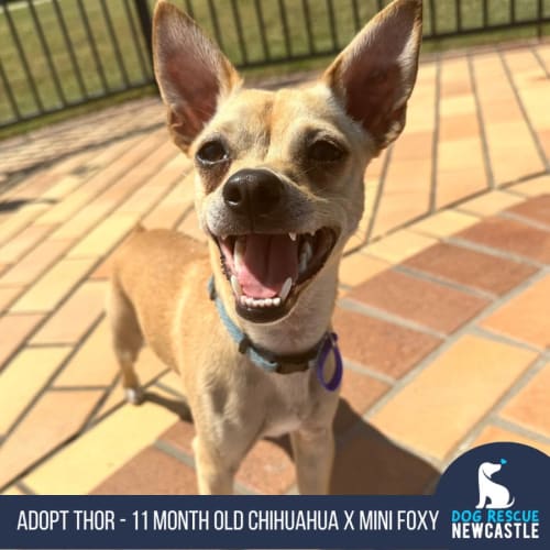 Thor - 11 Month Old Chihuahua X Mini Foxy (Trial)